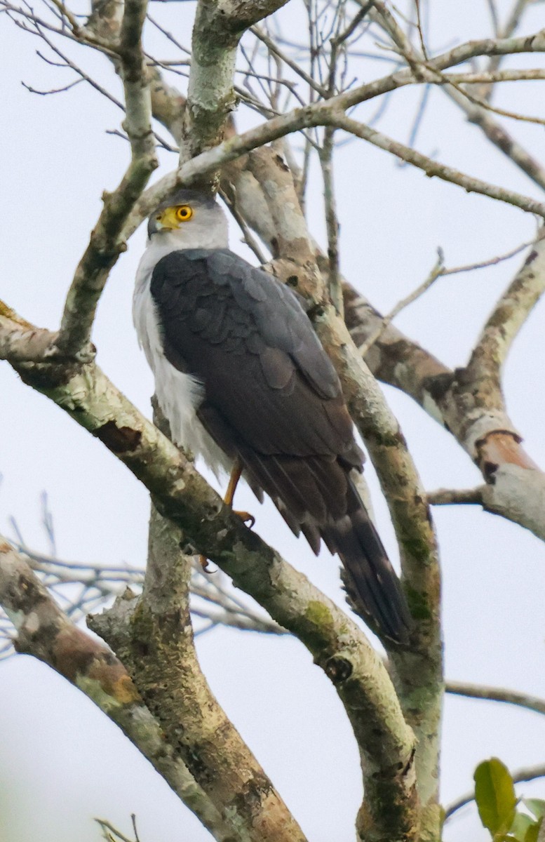 Bicolored Hawk - ML653932237