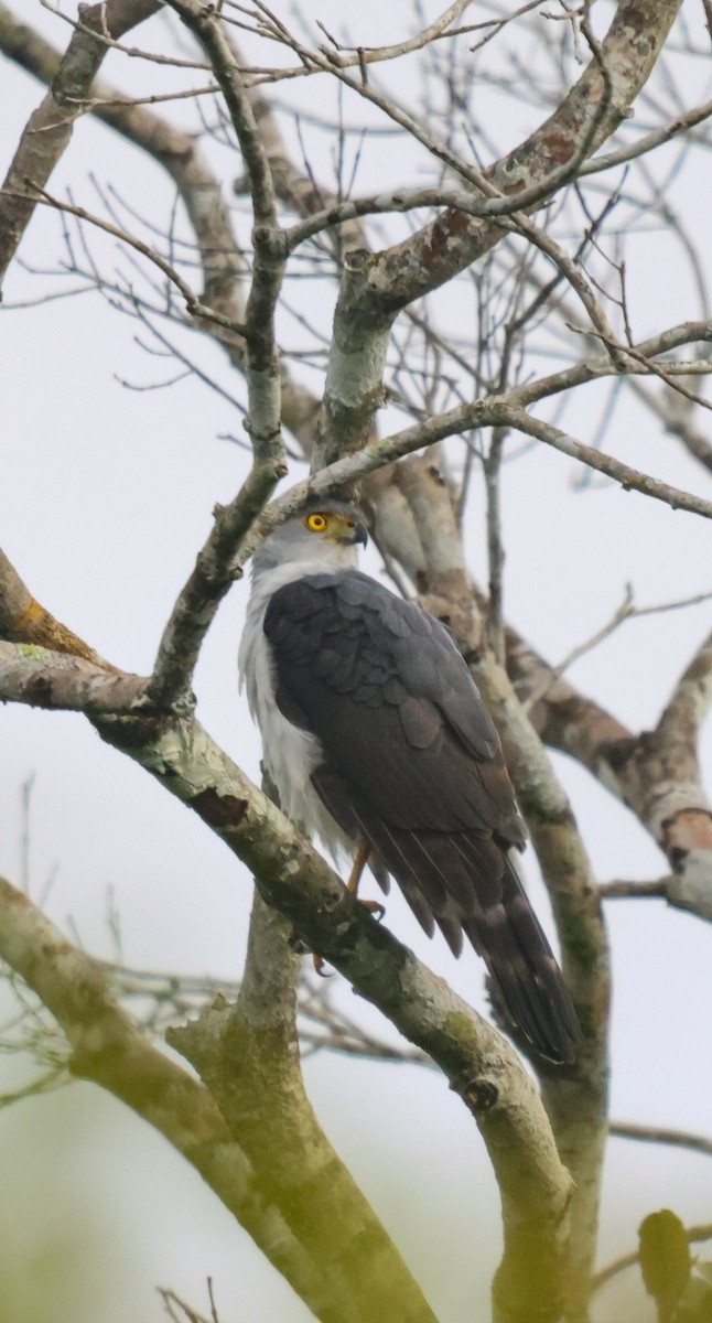 Bicolored Hawk - ML653932238
