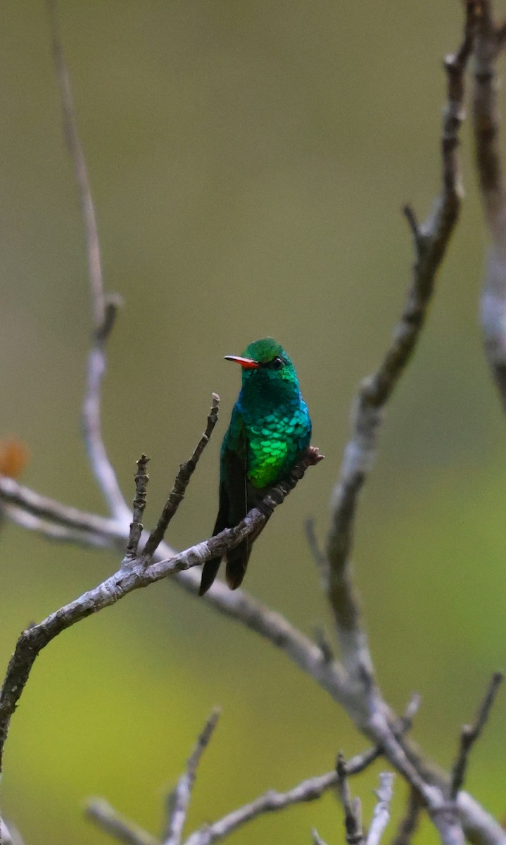 Canivet's Emerald - ML653932465