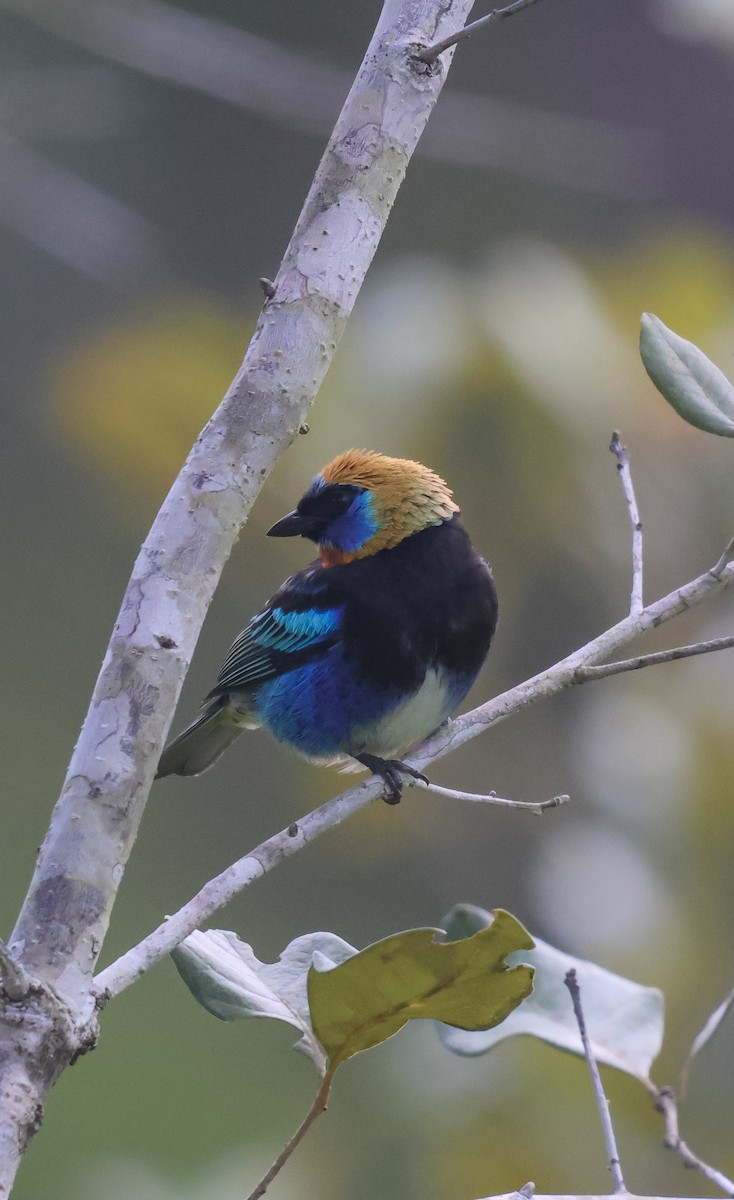 Golden-hooded Tanager - ML653932491
