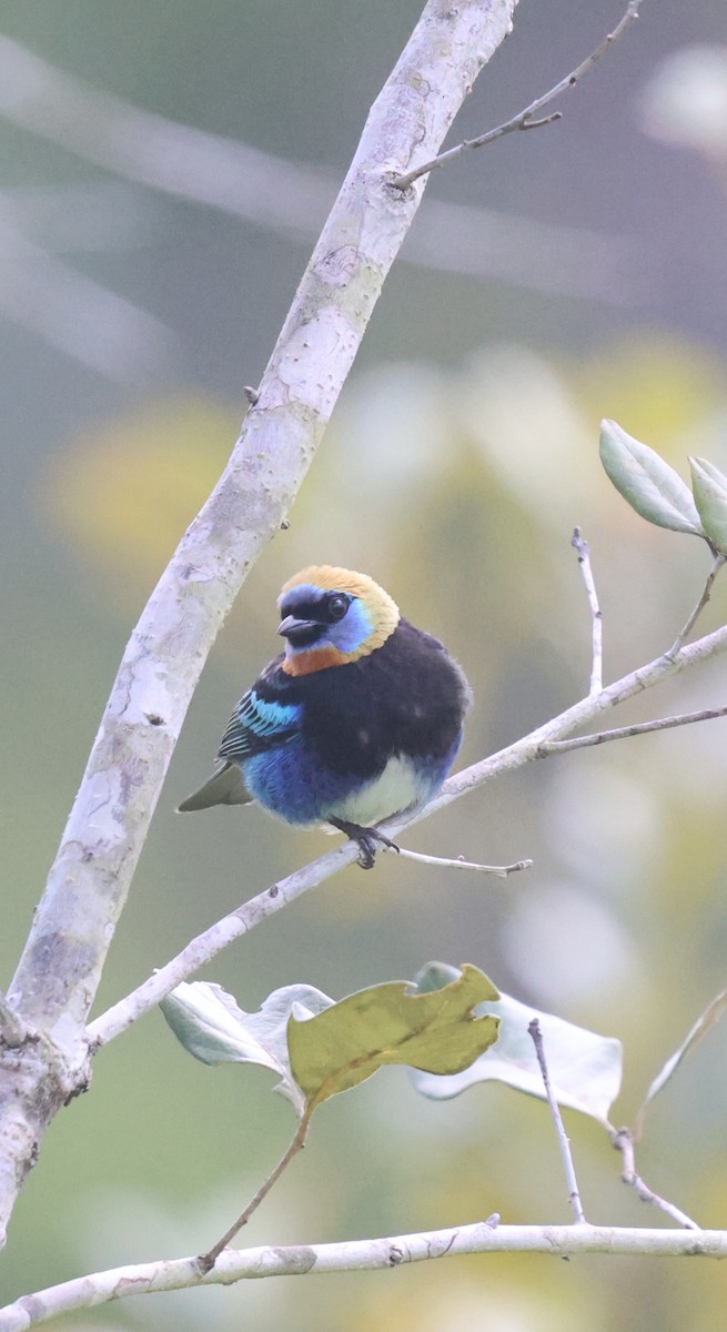 Golden-hooded Tanager - ML653932492