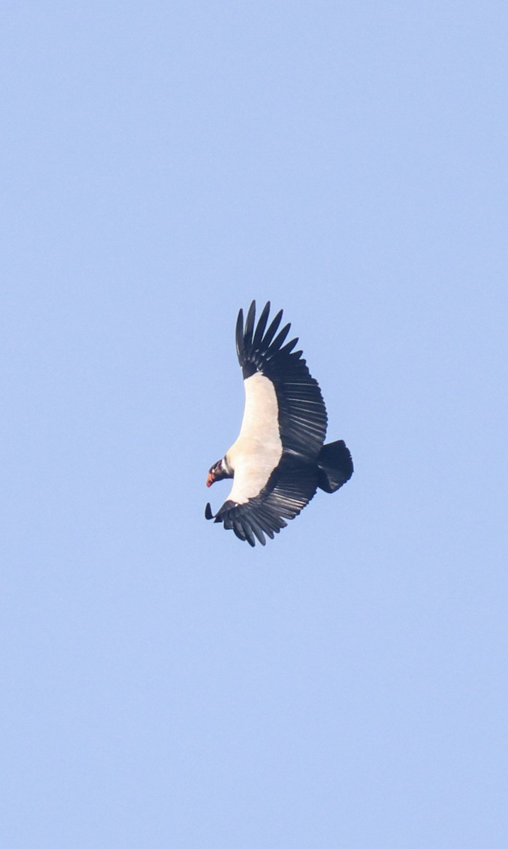 King Vulture - ML653932617