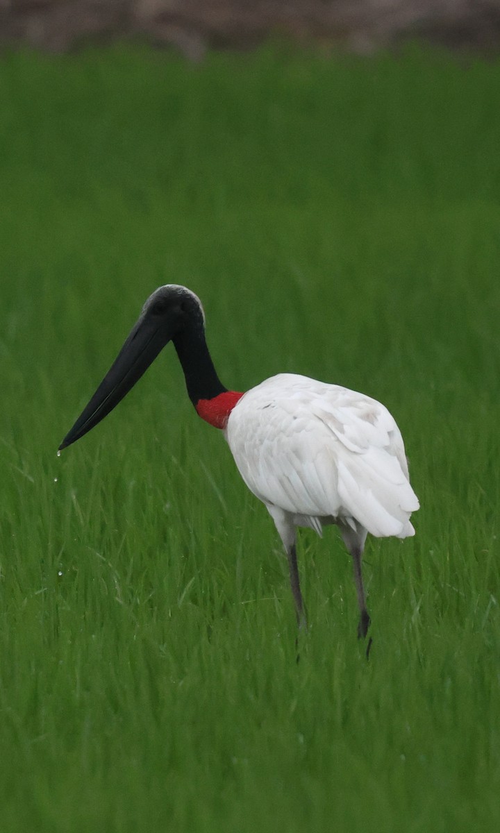 Jabiru - ML653933067