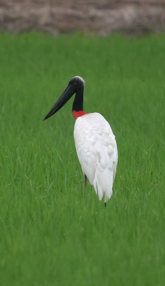 Jabiru - ML653933068