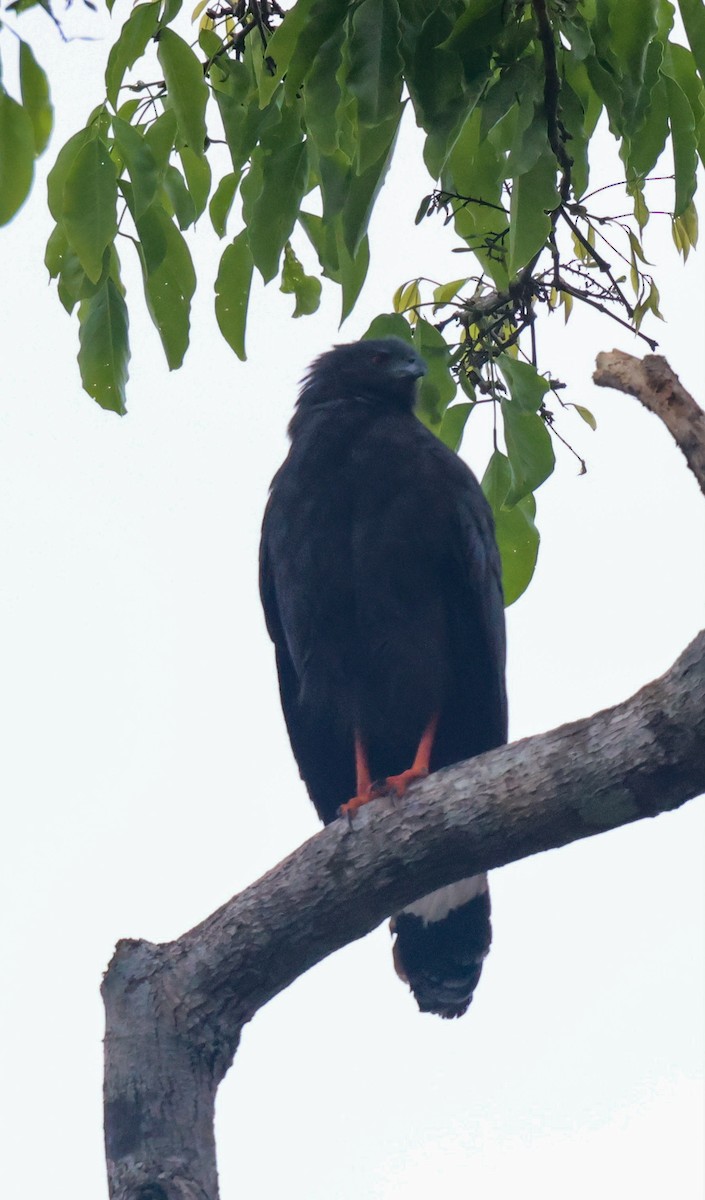 Crane Hawk - ML653934581