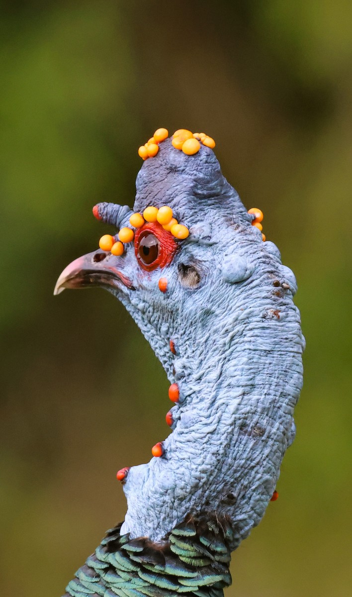 Ocellated Turkey - ML653934654