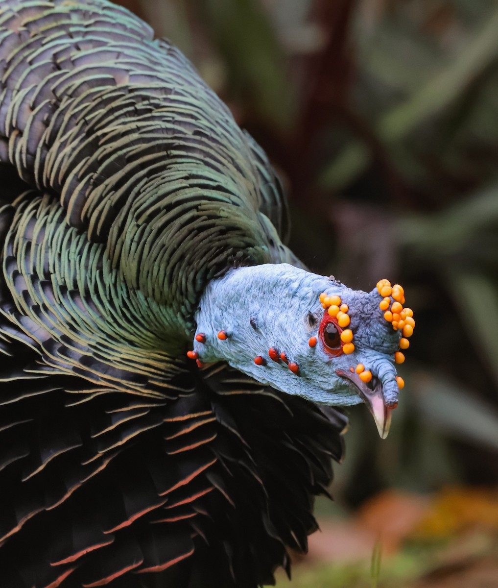 Ocellated Turkey - ML653934655
