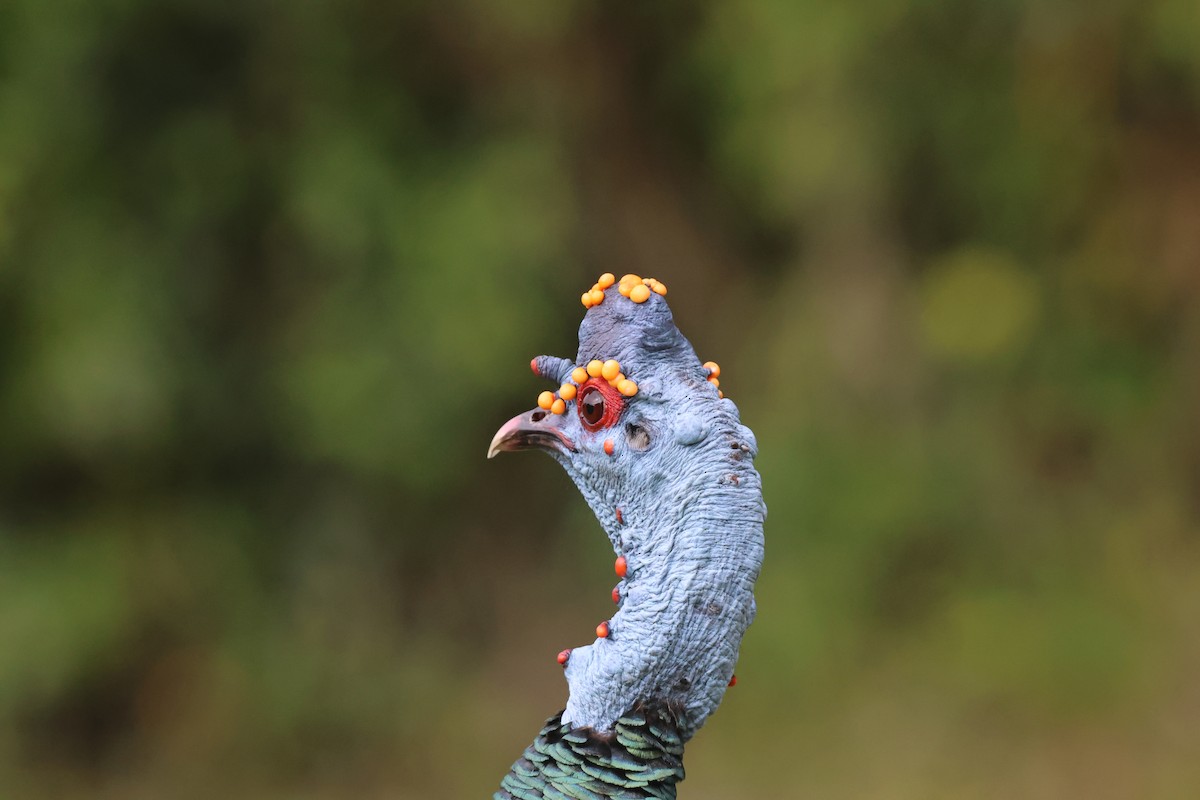 Ocellated Turkey - ML653934656