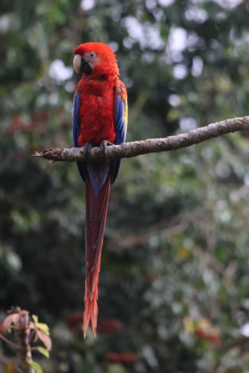 Scarlet Macaw - ML653934711