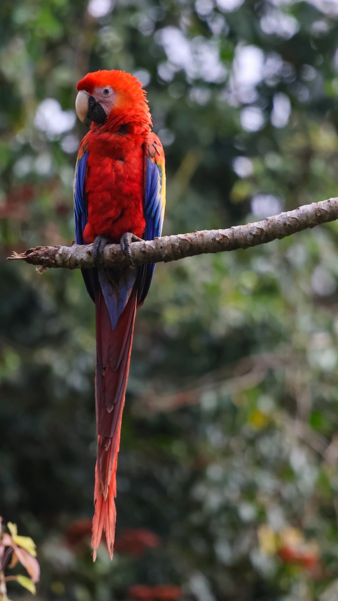 Scarlet Macaw - ML653934712