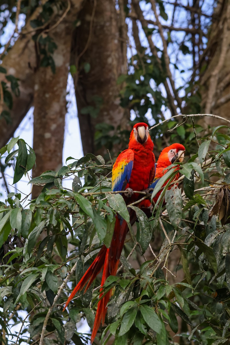 Scarlet Macaw - ML653934713