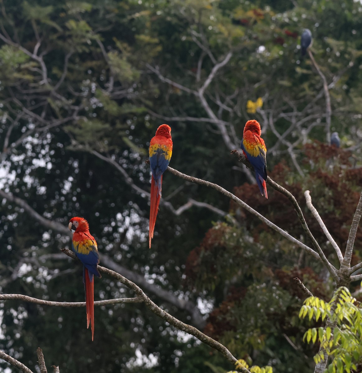 Scarlet Macaw - ML653934714