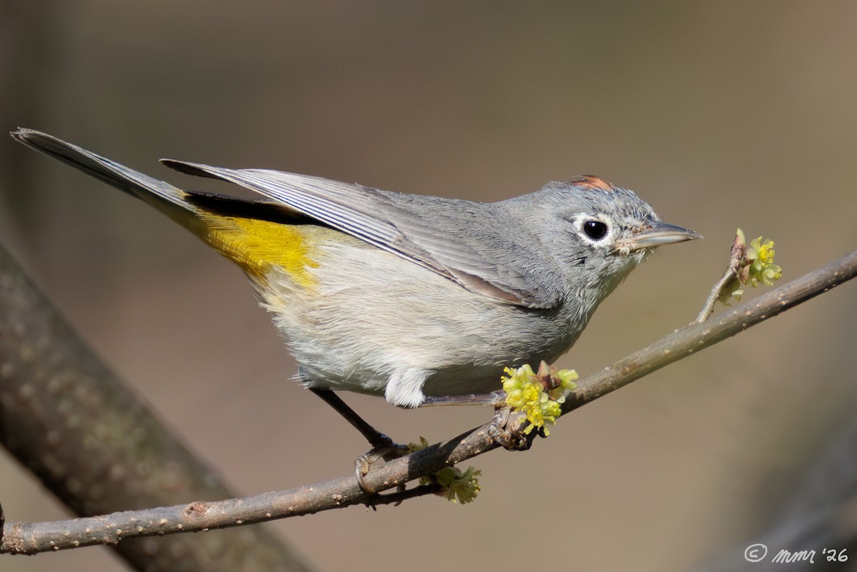 pinjeparula - ML653935281