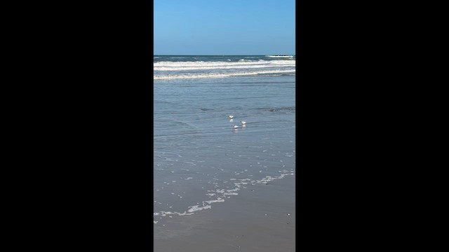 Sanderling - ML653938196