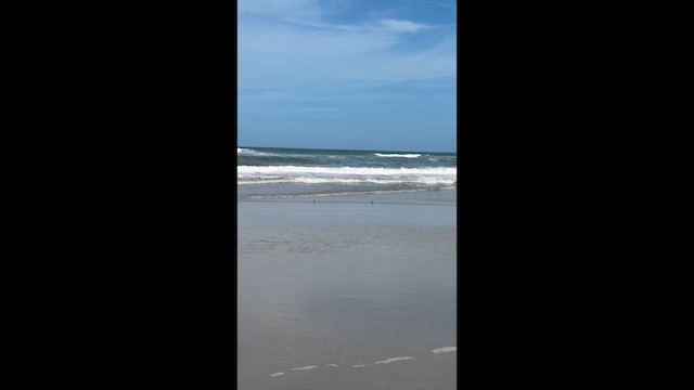 Sanderling - ML653938467