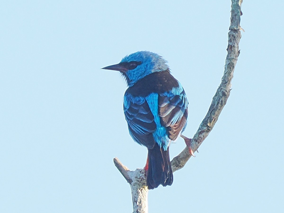 Blue Dacnis - ML653940340
