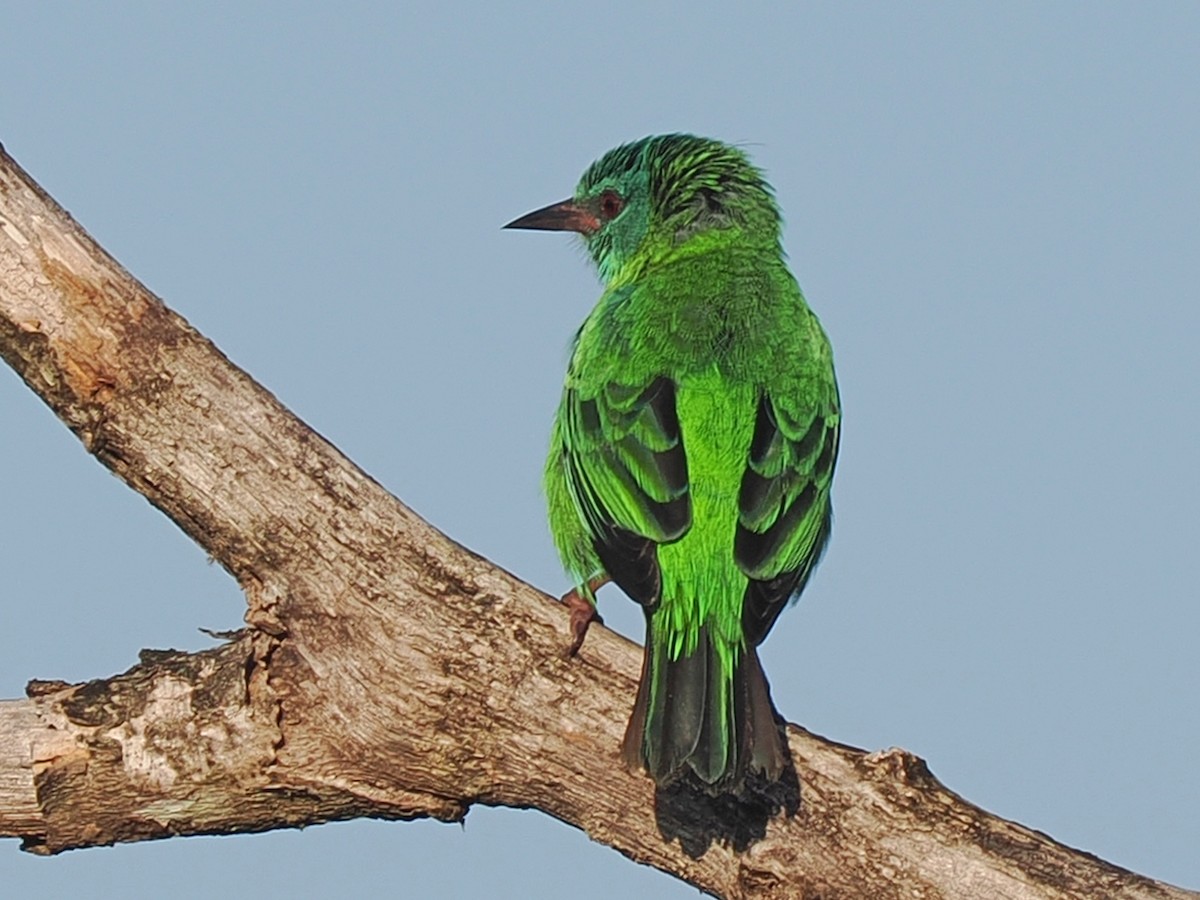 Blue Dacnis - ML653940341