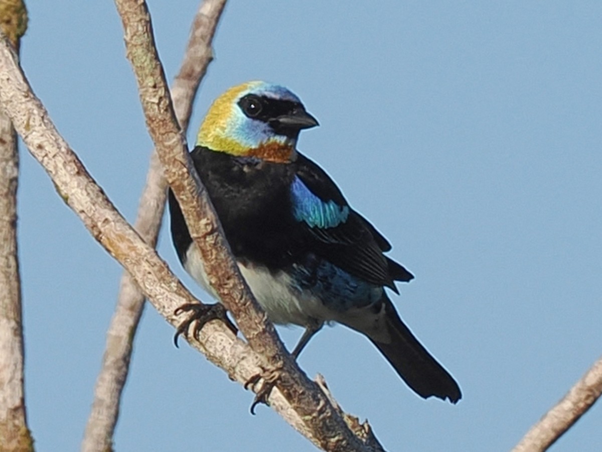Golden-hooded Tanager - ML653940380