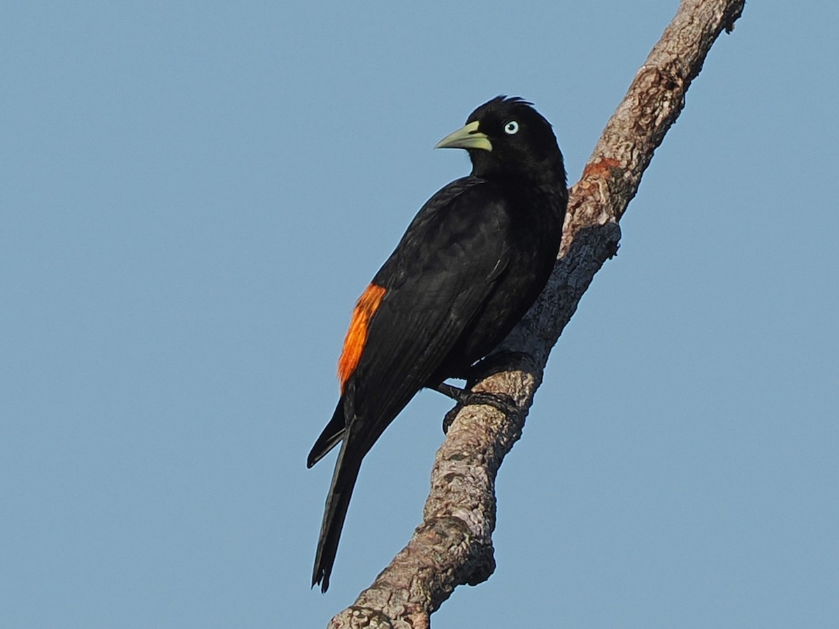 Scarlet-rumped Cacique - ML653940432