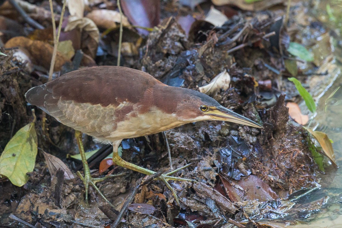 Schrenck's Bittern - Francis Yap