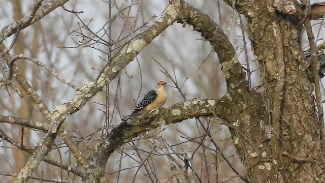 Red-bellied Woodpecker - ML653941342