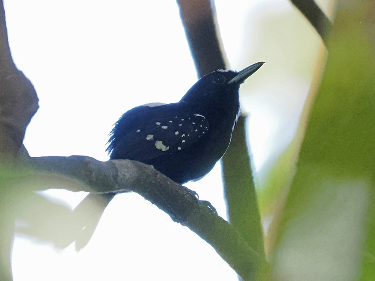 Dot-winged Antwren - ML653941819