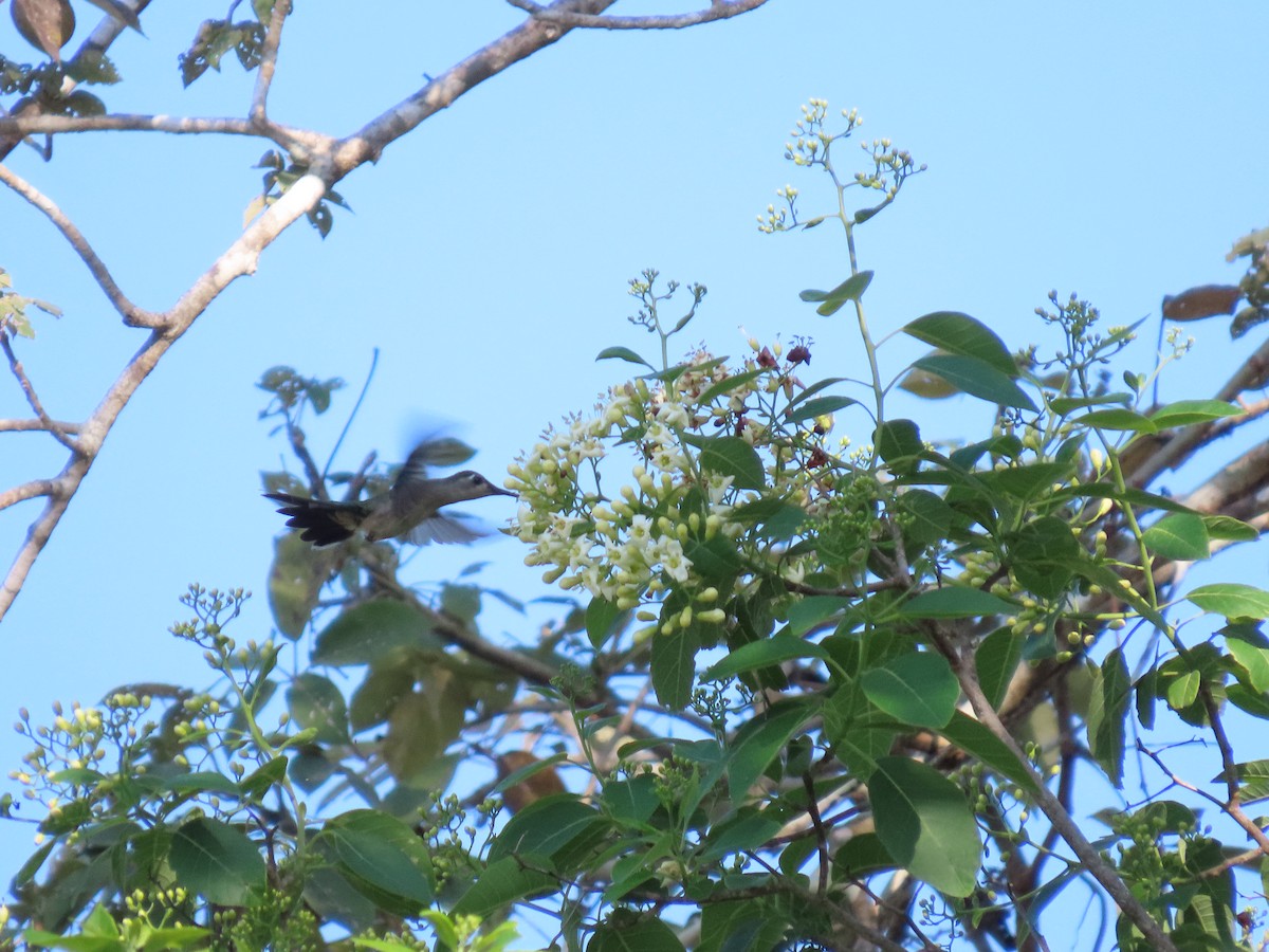 Wedge-tailed Sabrewing - ML653942872