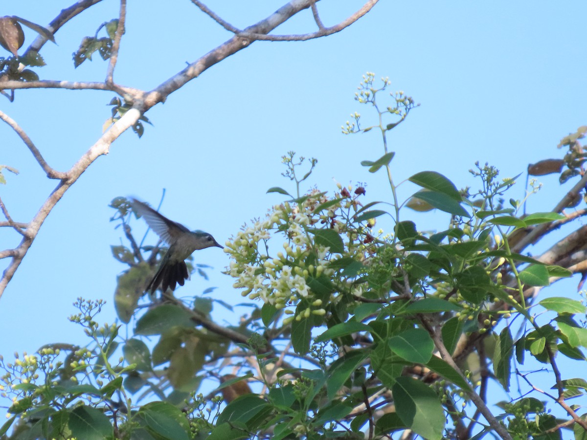 Wedge-tailed Sabrewing - ML653942873