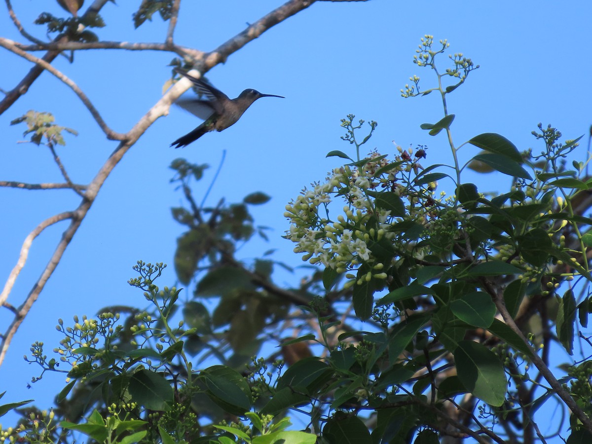 Wedge-tailed Sabrewing - ML653942874