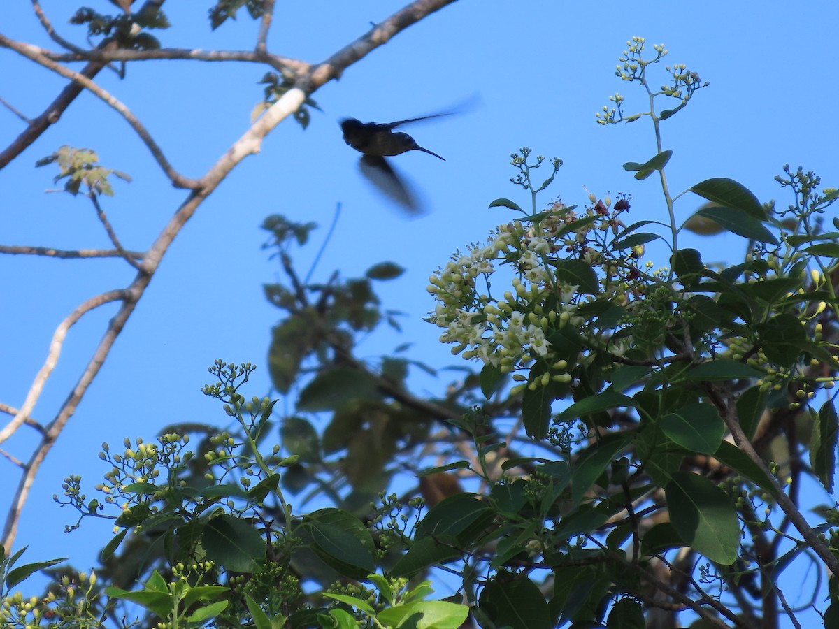 Wedge-tailed Sabrewing - ML653942875