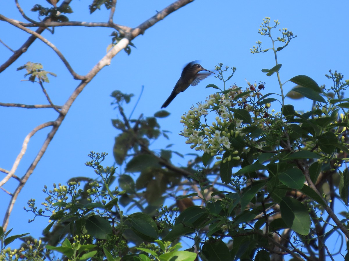 Wedge-tailed Sabrewing - ML653942878