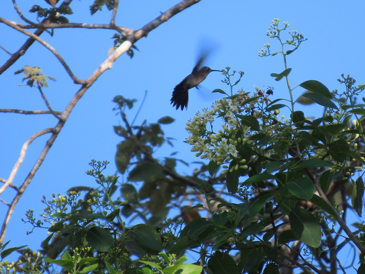 Wedge-tailed Sabrewing - ML653942880