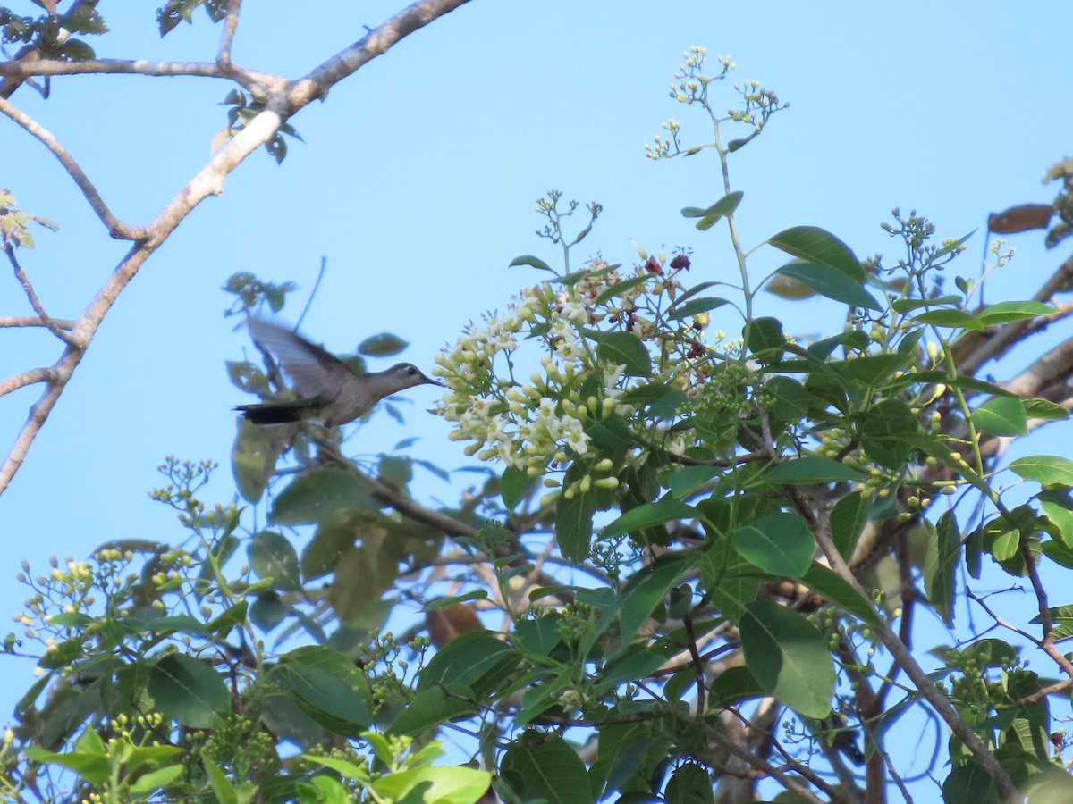 Wedge-tailed Sabrewing - ML653942881