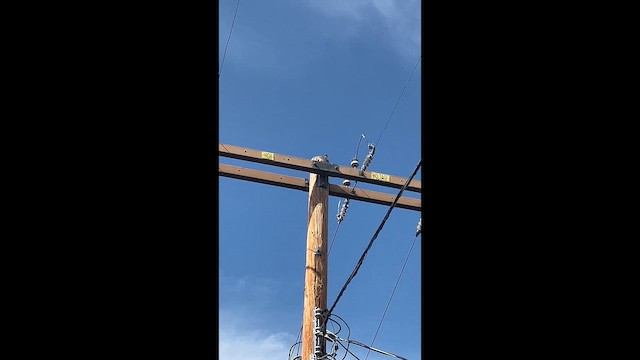 Kuzeyli Taklitçi - ML653943166