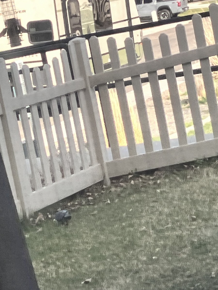 Lesser Goldfinch - ML653944461