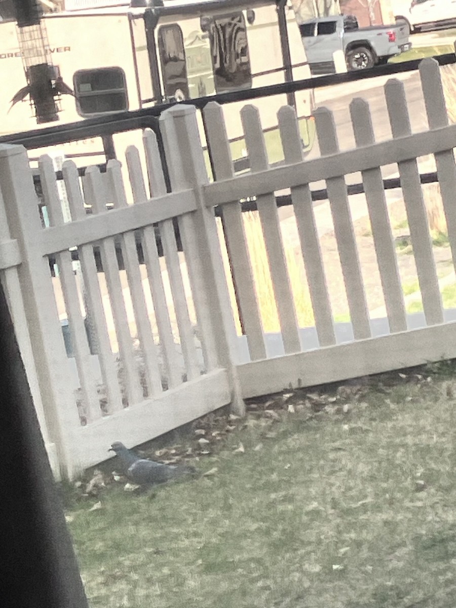 Lesser Goldfinch - ML653944462