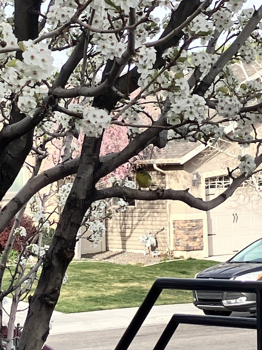 Lesser Goldfinch - ML653944469