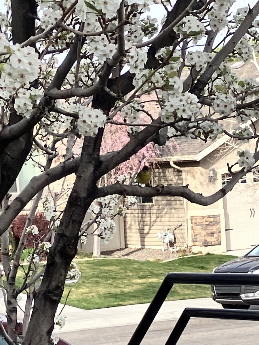 Lesser Goldfinch - ML653944471