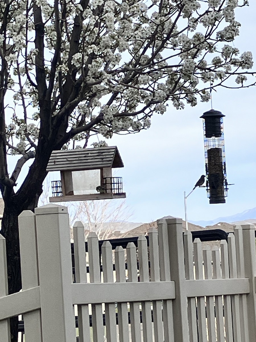 Lesser Goldfinch - ML653944474