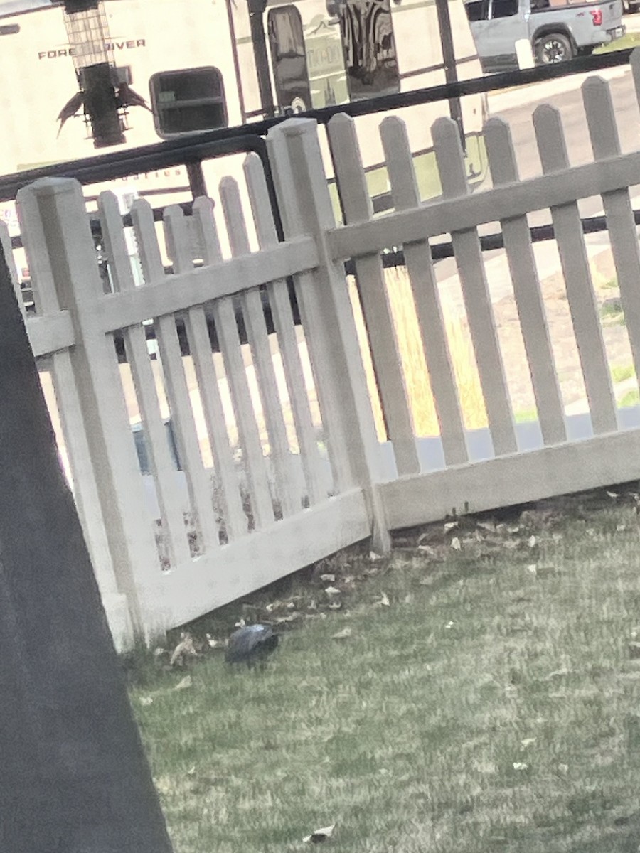 Rock Pigeon (Feral Pigeon) - ML653944702