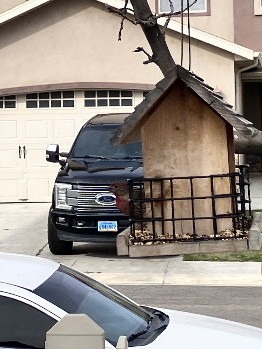 hýl rudoprsý - ML653944744