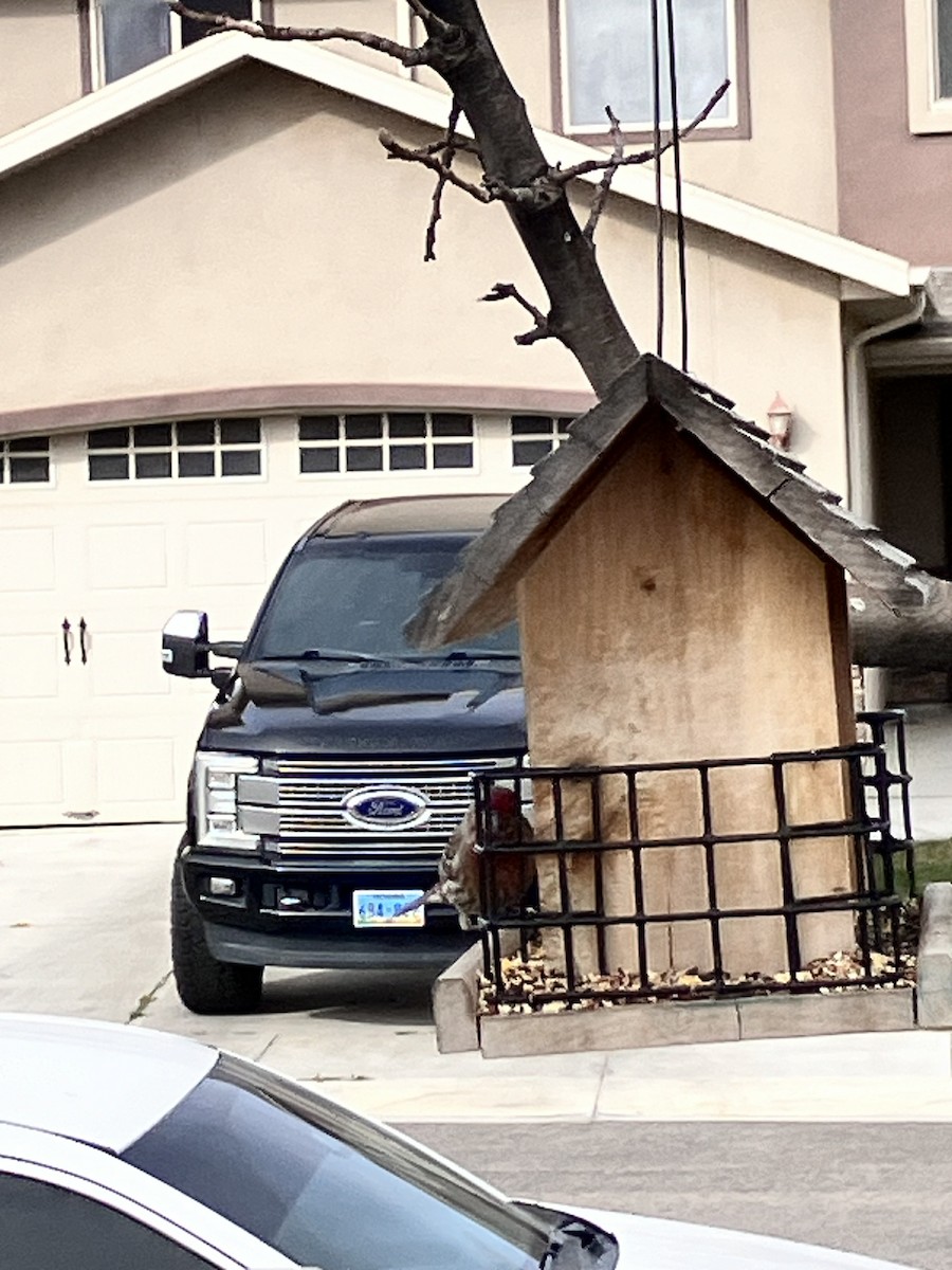 hýl rudoprsý - ML653944745