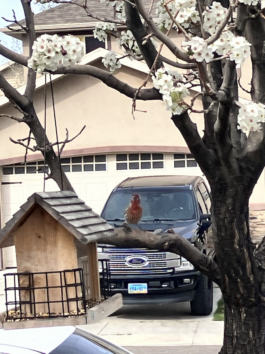 hýl rudoprsý - ML653944746