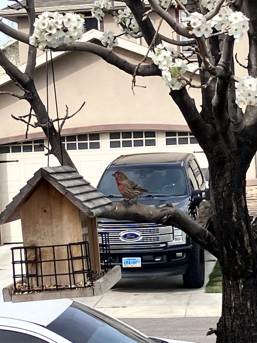 hýl rudoprsý - ML653944747