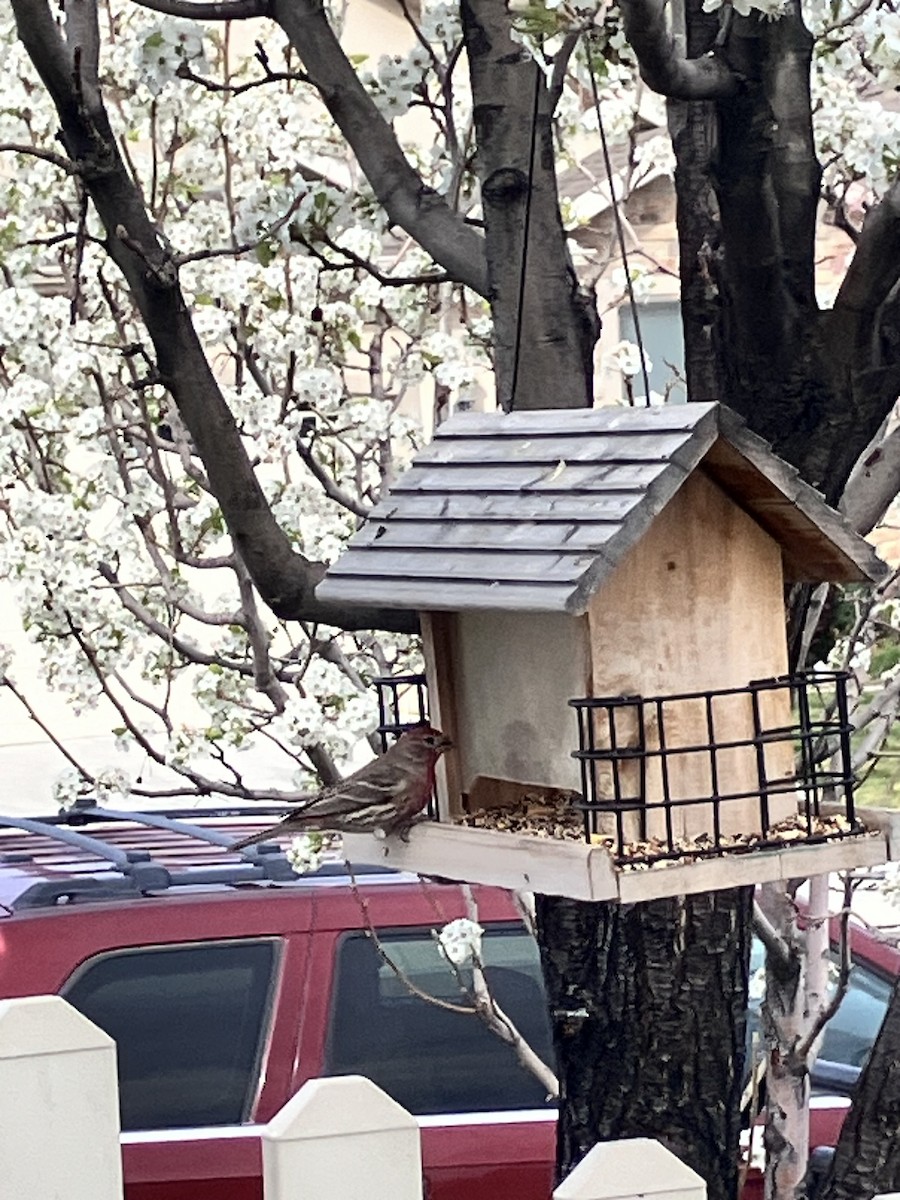 hýl rudoprsý - ML653944748