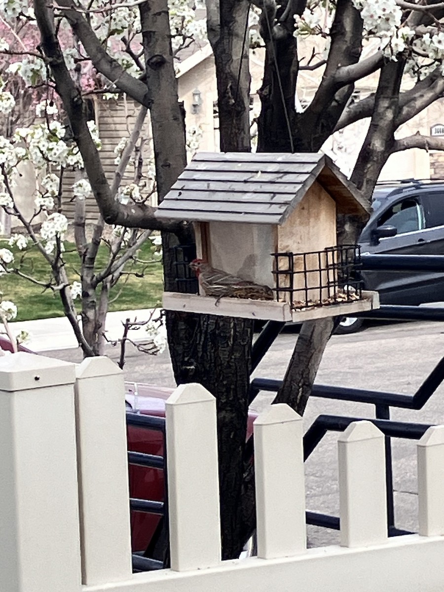 hýl rudoprsý - ML653944749