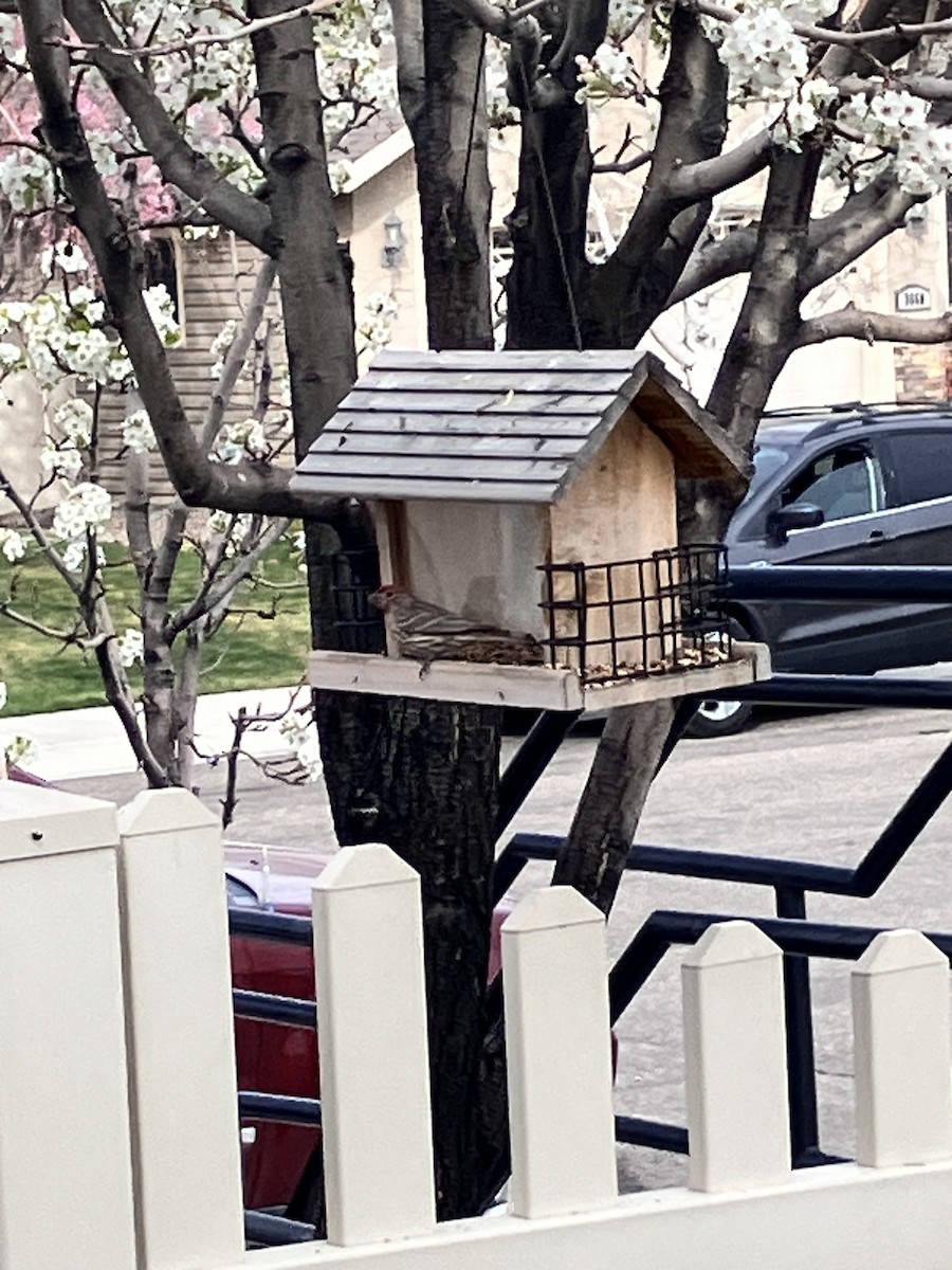 hýl rudoprsý - ML653944751