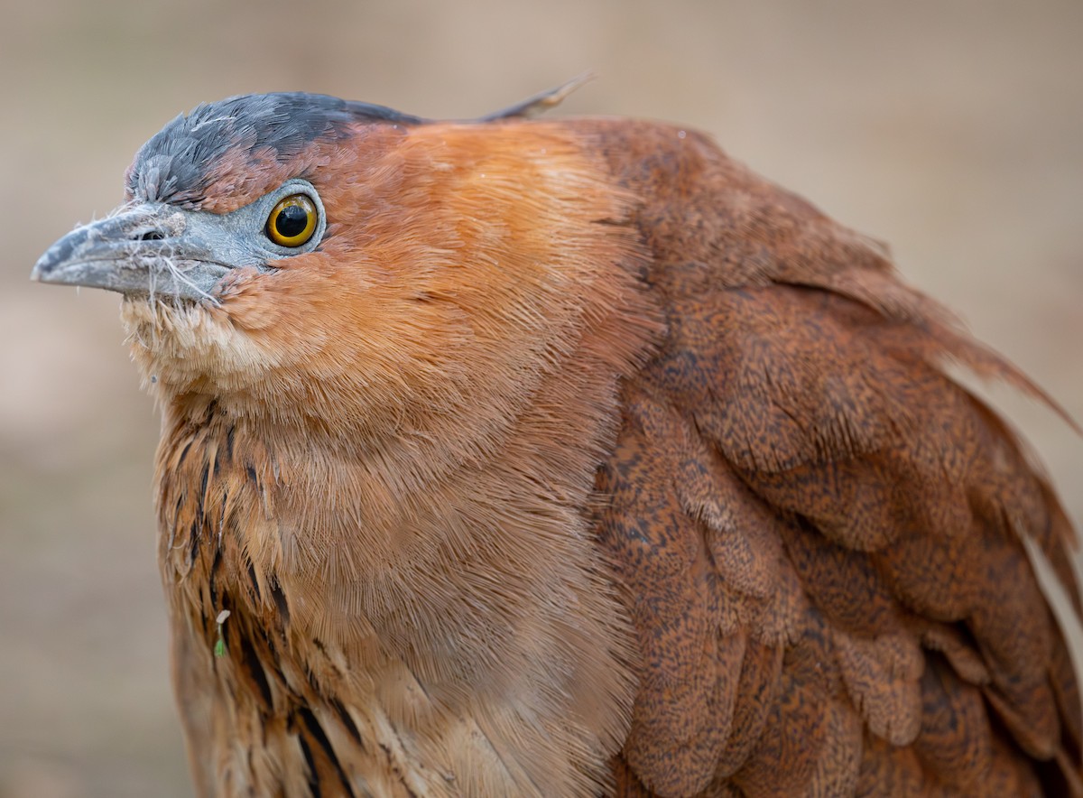 Malayan Night Heron - ML653945095