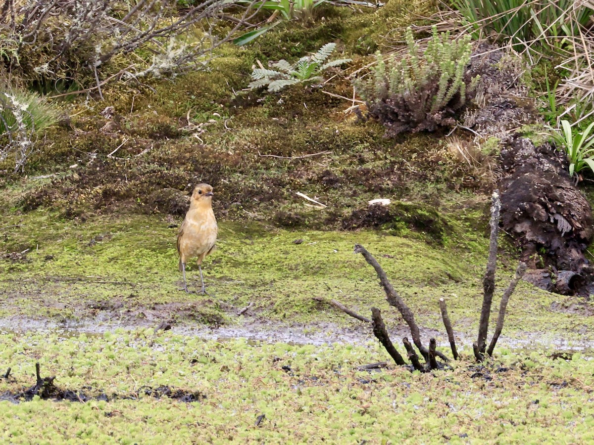 Boyaca Antpitta - ML653945477