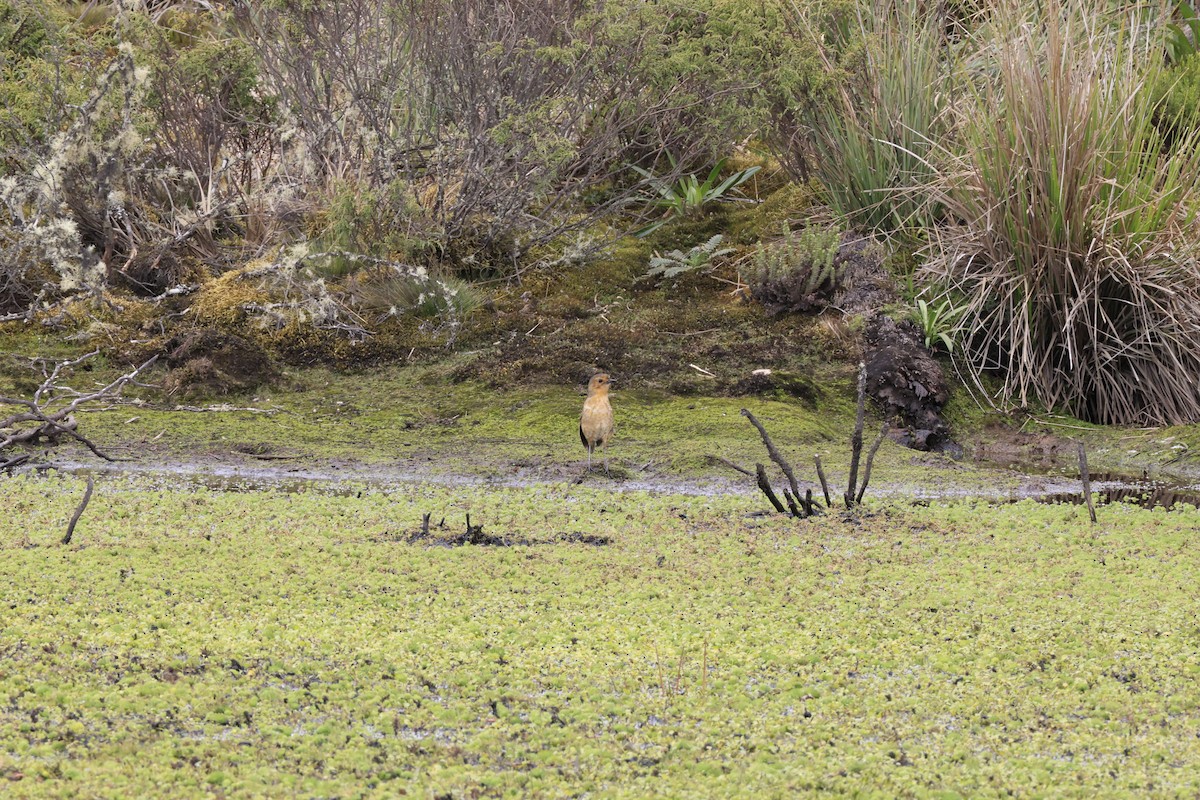 Boyaca Antpitta - ML653945836